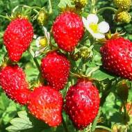 Саженец Лесная земляника (альпийская) Руяна в контейнере